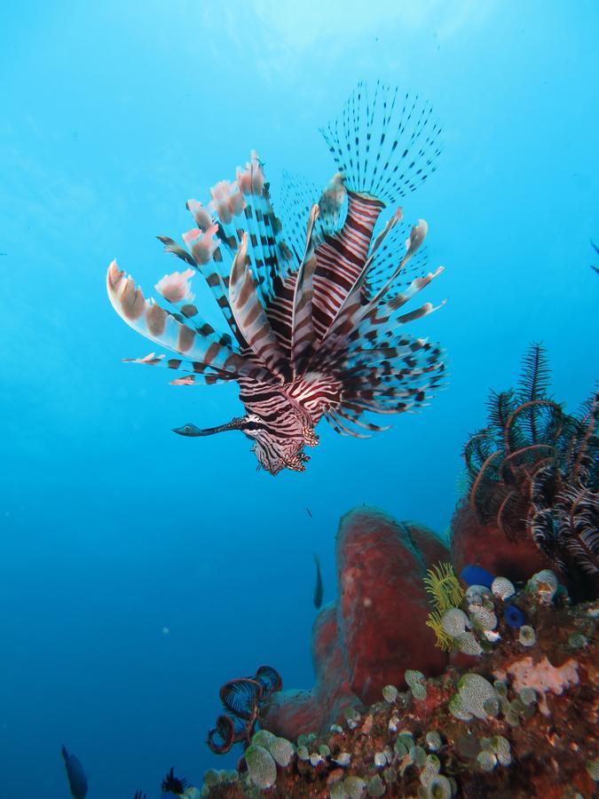 Jukung Dive Resort Bali Amed المظهر الخارجي الصورة