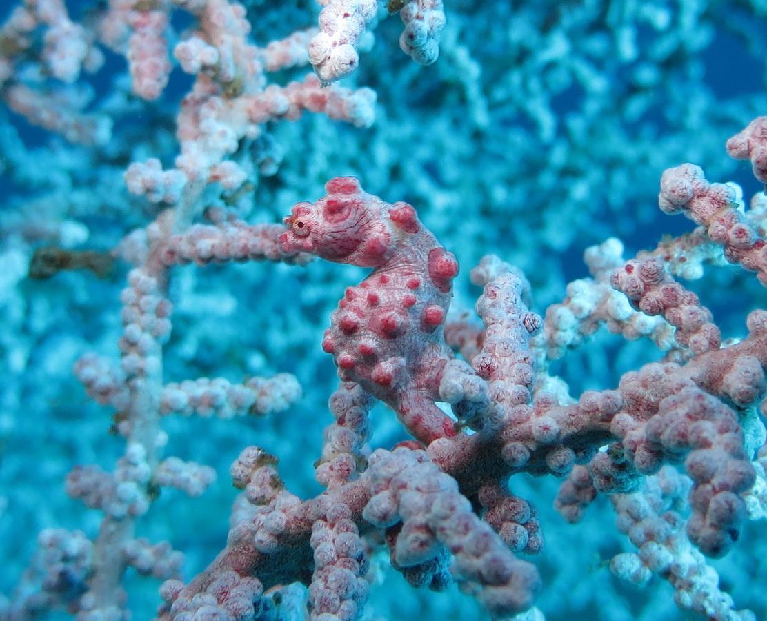 Jukung Dive Resort Bali Amed المظهر الخارجي الصورة