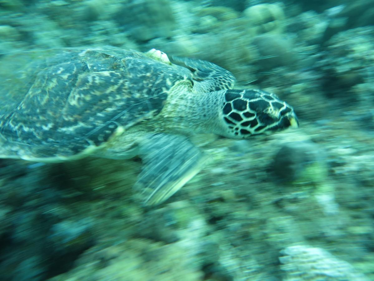 Jukung Dive Resort Bali Amed المظهر الخارجي الصورة