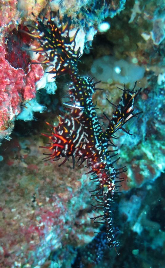 Jukung Dive Resort Bali Amed المظهر الخارجي الصورة